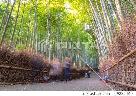 Beautiful nature bamboo groves in autumn season Beautiful nature bamboo groves in autumn season 39223149