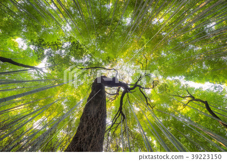 Beautiful nature bamboo groves in autumn season Beautiful nature bamboo groves in autumn season 39223150