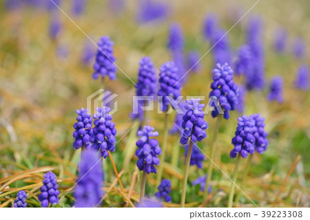Muscari flower bed 3 Muscari flower bed 3 39223308