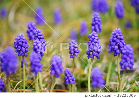 Muscari flower bed 4 Muscari flower bed 4 39223309