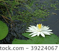 White Lotus 39224067