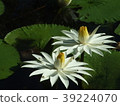 White Lotus 39224070