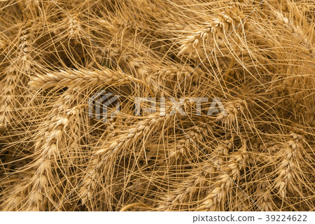Rye field ripening nature background 39224622