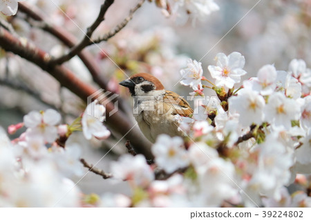 Cherry Blossoms	 39224802