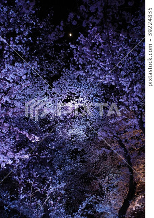 Cherry blossom light up purple 39224835