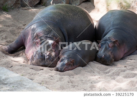 Hippo family 39225170
