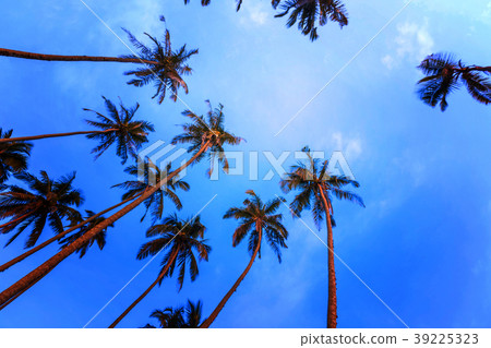 Silhouettes of palm trees Silhouettes of palm trees 39225323
