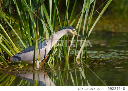Bird fishing in the lake Bird fishing in the lake 39225348
