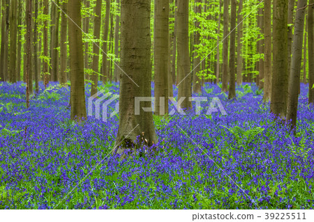 Famous forest Hallerbos in Brussels Belgium 39225511