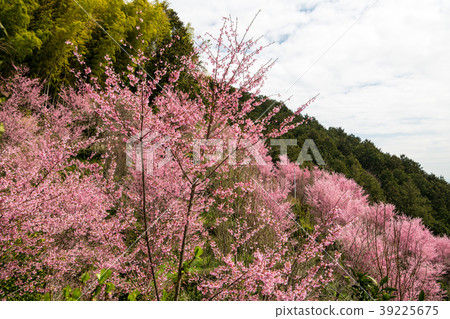 Nefugawa Okame Sakura Festival 39225675
