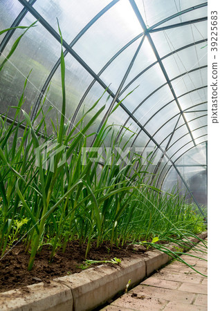 Inside small garden greenhouse 39225683
