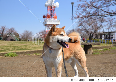 Walk with pet Walk with pet 39225687