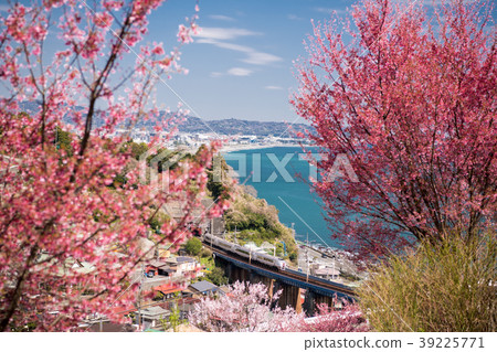 東海道的櫻花 東海道的櫻花 39225771