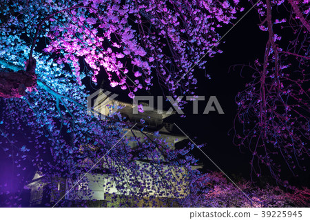 Odawara Sakura Festival Odawara Sakura Festival 39225945