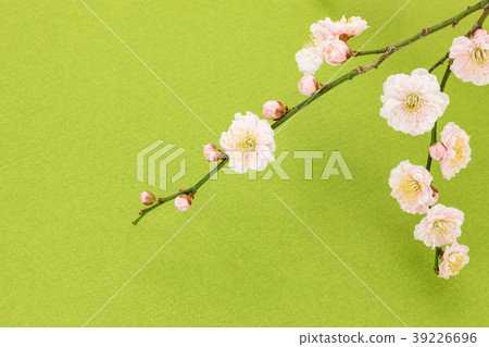 Plum blossom Slightly pinkish double flower green paper back Plum blossom Slightly pinkish double flower green paper back 39226696