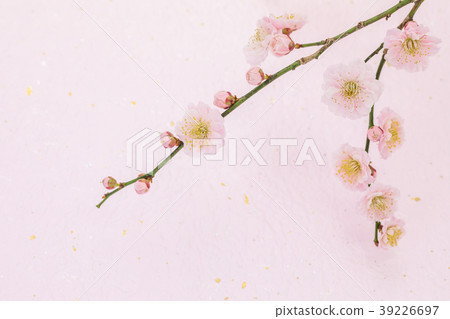 Plum blossoms Slightly pinkish double-layered flowers 39226697