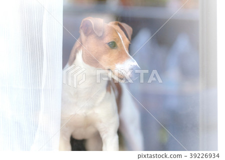狗盯著外面透過窗戶傑克羅素梗犬 39226934