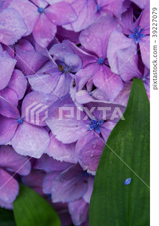 Hydrangea 8 39227079