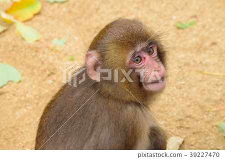 猴子轉過身來 猴子轉過身來 39227470