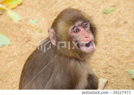 猴子轉身2 39227471