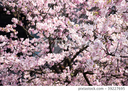 櫻花,櫻,賞櫻,春天,Cherry blossoms, Sakura, Spring 39227695