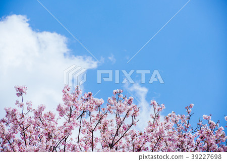 Cherry blossom, cherry blossom, cherry blossom viewing, spring, cherry blossoms, Sakura, Spring Cherry blossom, cherry blossom, cherry blossom viewing, spring, cherry blossoms, Sakura, Spring 39227698