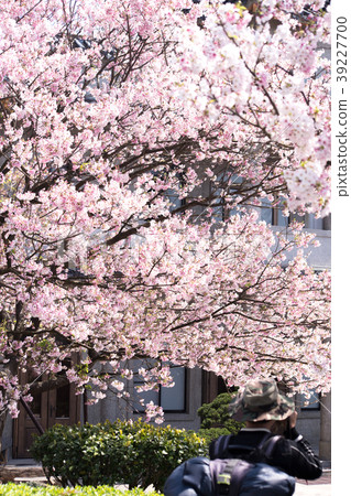 Cherry blossom, cherry blossom, cherry blossom viewing, spring, cherry blossoms, Sakura, Spring Cherry blossom, cherry blossom, cherry blossom viewing, spring, cherry blossoms, Sakura, Spring 39227700