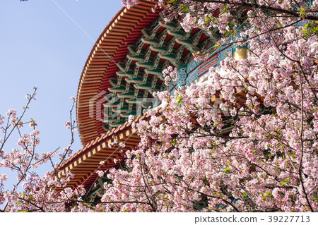 櫻花,櫻,賞櫻,天元宮,Cherry blossoms, Sakura, Spring 39227713