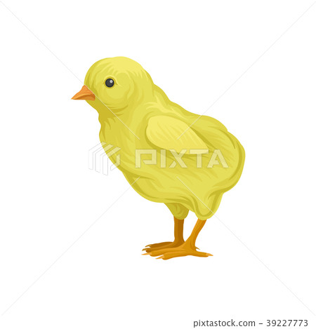 ute little yellow chick, poultry breeding vector ute little yellow chick, poultry breeding vector 39227773