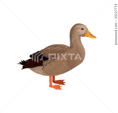 Domestic duck, poultry breeding vector Domestic duck, poultry breeding vector 39227774