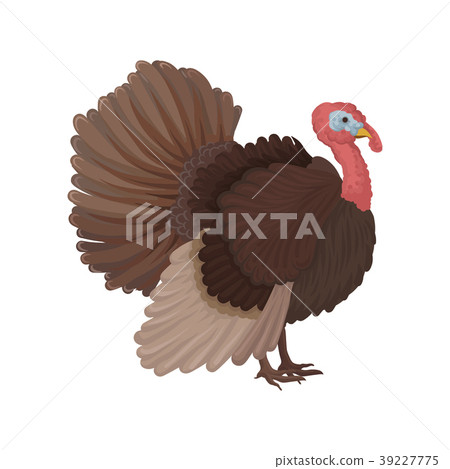 Turkey bird, poultry breeding vector Illustration 39227775