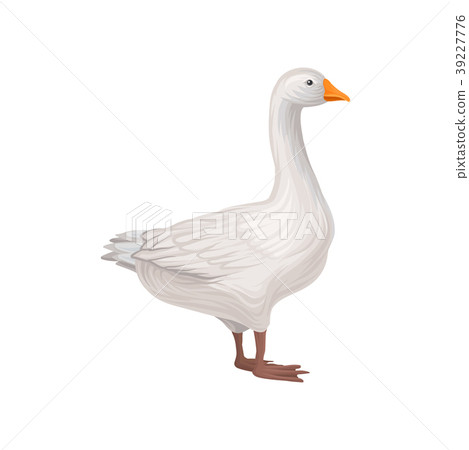 Domestic goose, poultry breeding vector 39227776
