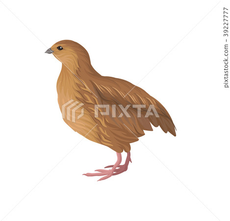 Quail, poultry breeding vector Illustration on a 39227777