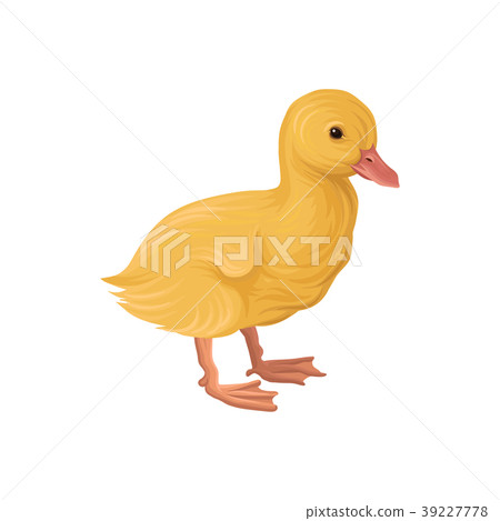 ute little yellow duckling, poultry breeding 39227778