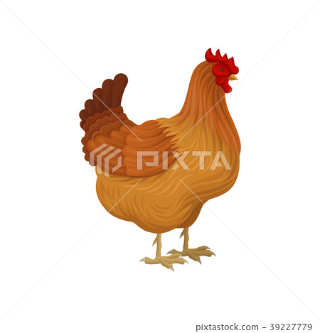 Brown hen, poultry breeding vector Illustration on Brown hen, poultry breeding vector Illustration on 39227779