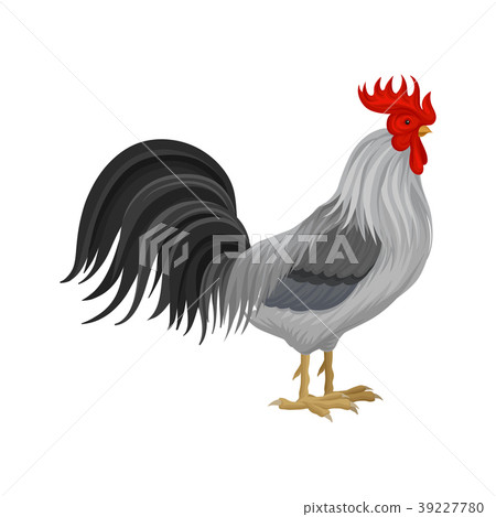 Cock, poultry breeding vector Illustration Cock, poultry breeding vector Illustration 39227780