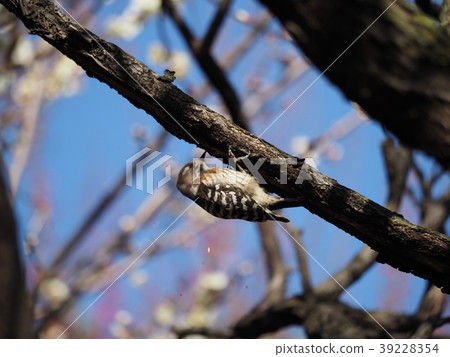 Kogera 2018-4 39228354