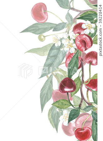 Cherry frame botanical illustration. Card design 39228414