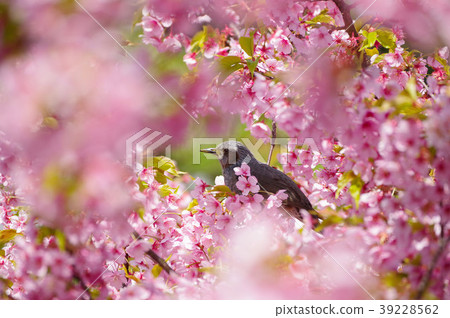Cherry blossom viewing Cherry blossom viewing 39228562
