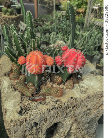 colorful cactus and beautiful colorful cactus and beautiful 39228690