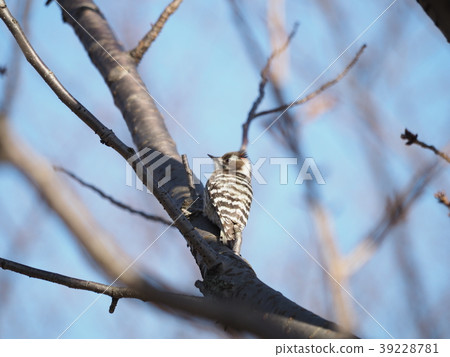 Kogera 2018-17 39228781