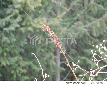 Sorrel scampo scampo Rumex acetosa bud bud bud bud 39228788