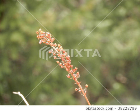 栗色scampo scampo Rumex acetosa芽芽芽芽 39228789