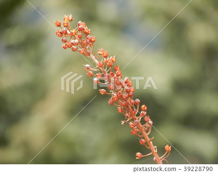 Sorrel scampo scampo Rumex acetosa bud bud bud bud 39228790