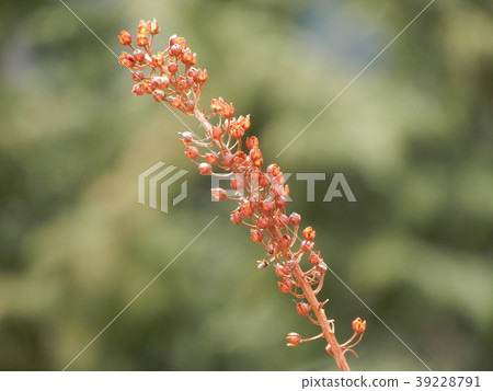 Sorrel scampo scampo Rumex acetosa bud bud bud bud 39228791