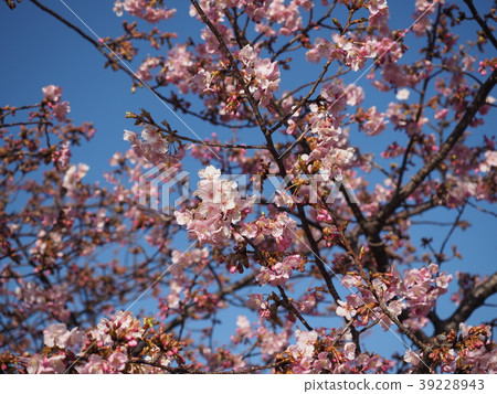Kawazu Sakura 2018-1 Kawazu Sakura 2018-1 39228943