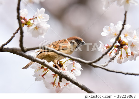 櫻花麻雀 39229868