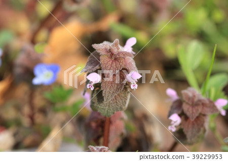 Flower of spring Princess Odor 39229953