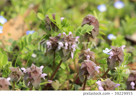 Flower of spring Princess Odor 39229955