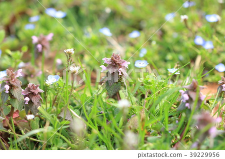 Flower of spring Princess Odor 39229956